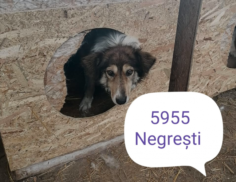 Hund Nr. 5955 in Piatra Neamt