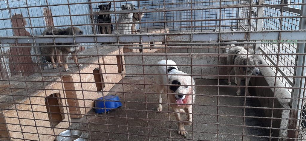 Tierheim Piatra Neamt - Beissereien unter Hunden sind an der Tagesordnung